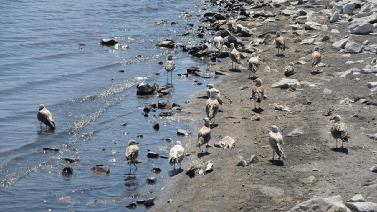 Van Gölü'nde toplu martı ölümleri yaşandı