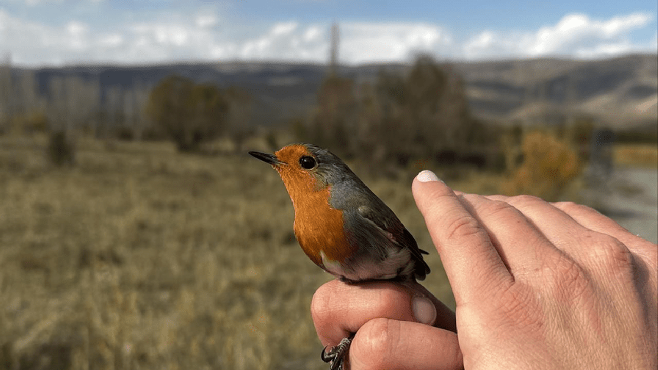 Aras Kuş Cenneti'nde 101 türden kuş halkalandı