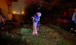 Düzce'de yangında mahsur kalan köpeği itfaiye kurtardı