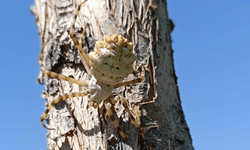 Malatya'da dünyanın en zehirli örümceklerinden biri görüldü
