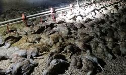 Çıkan yangında 11 bin civciv öldü