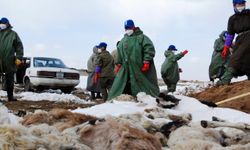 Moğolistan'da şiddetli soğuk hava nedeniyle 2 milyon 100 bin baş hayvan öldü