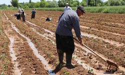 Mevsimlik tarım işçilerinin ortalama günlük ücretleri arttı