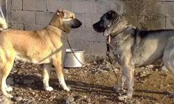Kırklareli'nde köpek dövüştürenlere 214 bin lira ceza