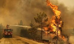 Adıyaman'da orman yangınında ağaçlar zarar gördü