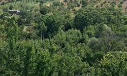 Elazığ'da ormanlara girişler yasaklandı