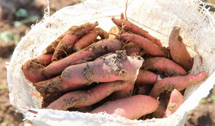 Hatay Büyükşehir'den tarımsal kalkınmaya 'tatlı patates' desteği