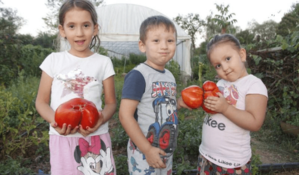 Bilecik'teki serasında 1,5 kilogramdan fazla ağırlıkta domatesler yetiştiriyor