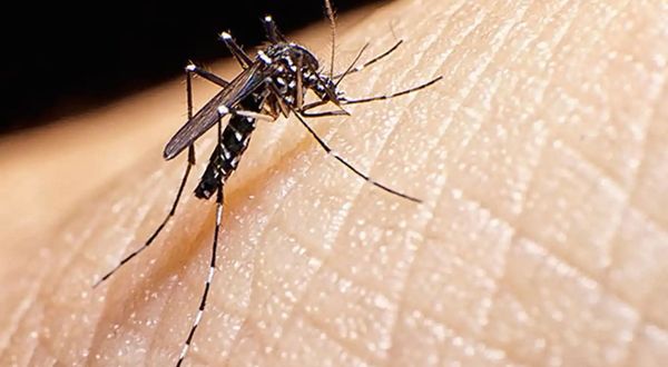 Uzman Doktor Canpolat: Şiddetli sıtma tedavi edilmezse ölüm yaşanabilir