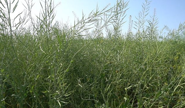 Siirt'te iklim değişikliğiyle mücadelede yeni bir adım: Lenoks bitkisinin hasadı yapıldı