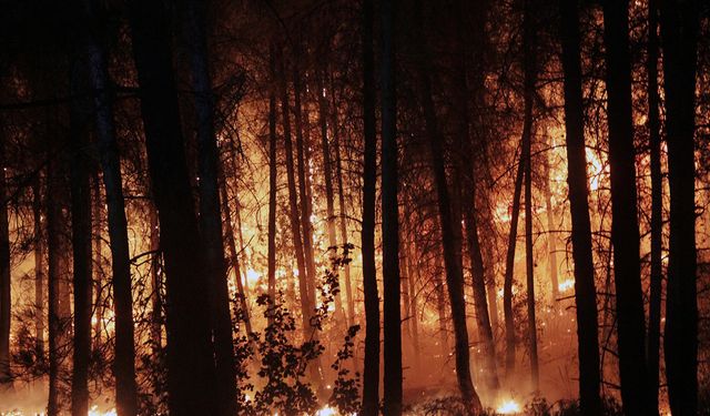 Tokat'ta orman yangın 