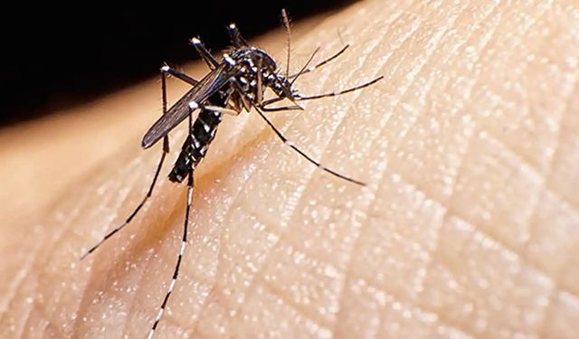 Uzman Doktor Canpolat: Şiddetli sıtma tedavi edilmezse ölüm yaşanabilir