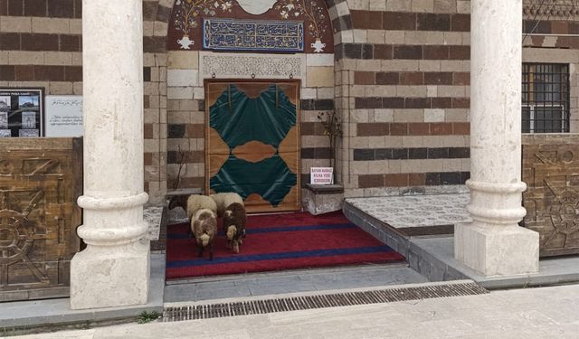 Van’daki tarihi Hüsrev Paşa Camii'ne koyunlar girdi