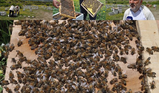Arıcılar bu sene yüksek bal rekoltesi bekliyor