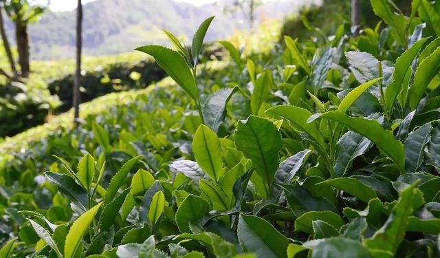 Bakan Yumaklı'dan "yaş çay alım fiyatı" açıklaması