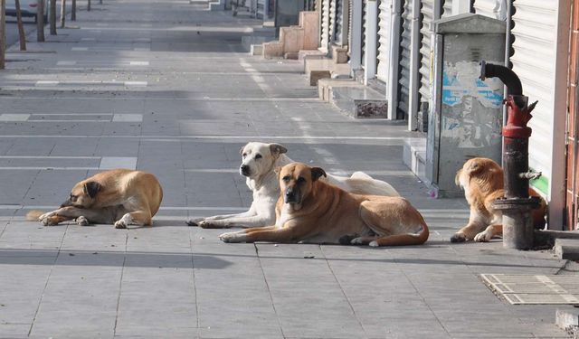  Kocaeli Valiliği sokak hayvanları için belediyelere yazı gönderdi