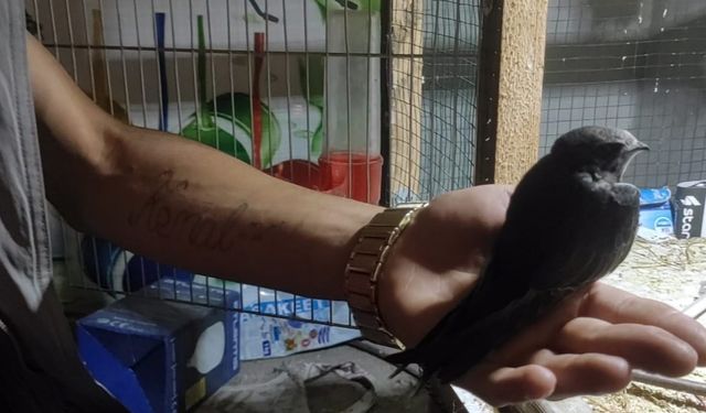 Mardin’de bitkin halde bulduğu "Ebabil" kuşunu kendi eliyle besliyor 