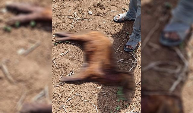 Şanlıurfa'da başıboş köpekler küçükbaş hayvanlara saldırdı