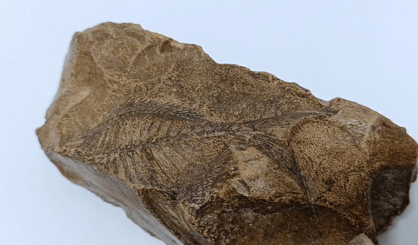 Adıyaman'da 15 milyon yıl öncesine ait balık fosili bulundu