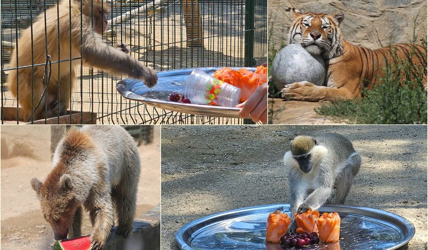 Sıcak havadan bunalan hayvanat bahçesi sakinlerini serinletmek için fıskiye ve buzlu meyveli çözüm